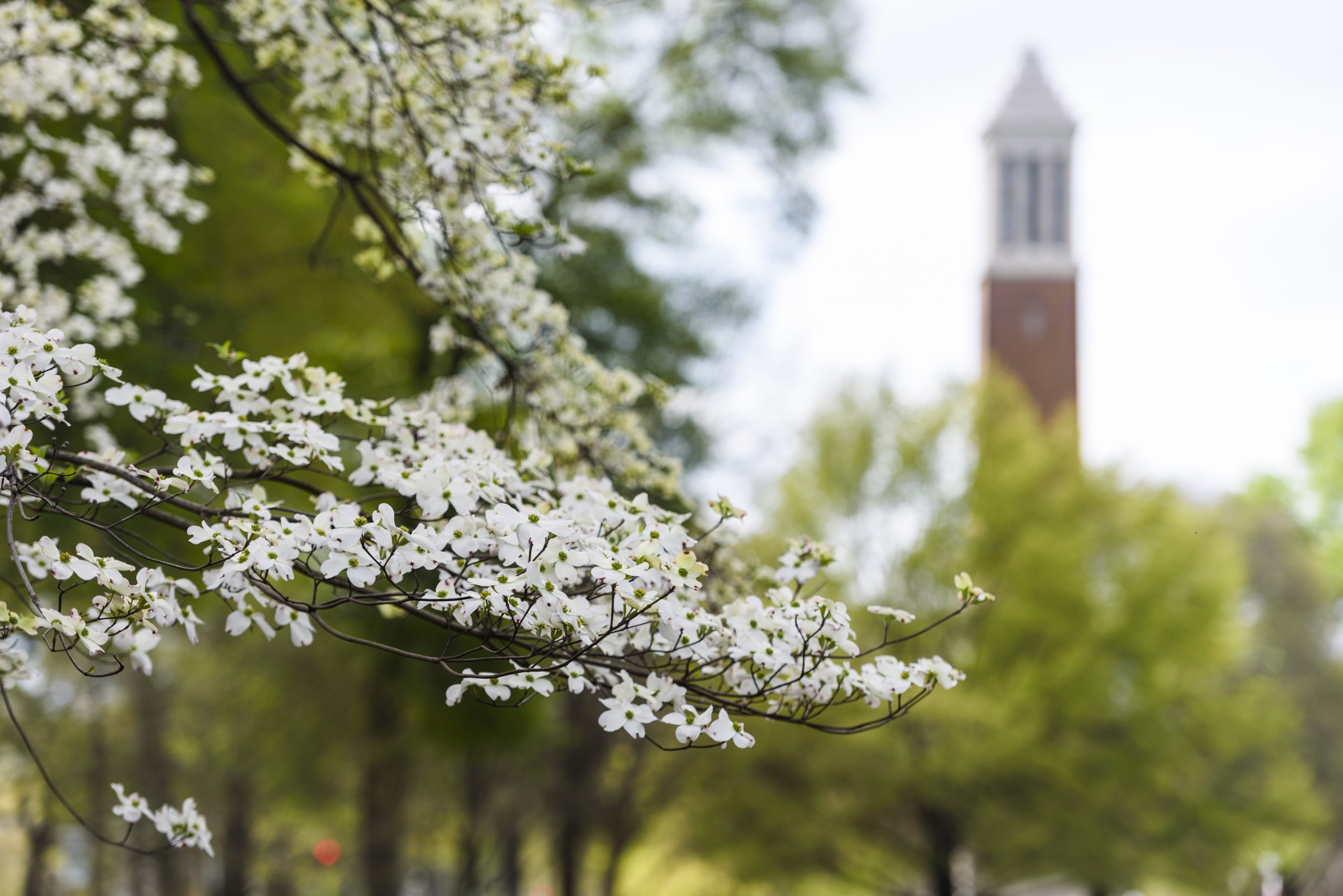 trees with denny chimes in the background