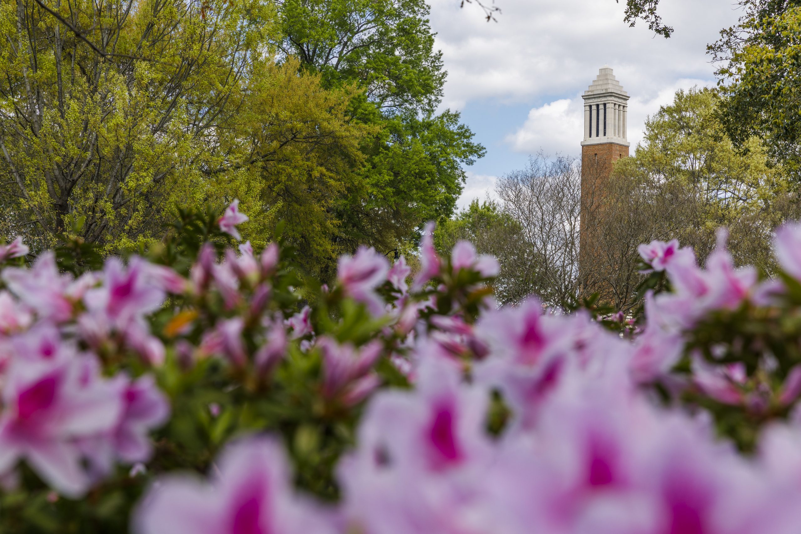 pink flowers with denny chimes in the background