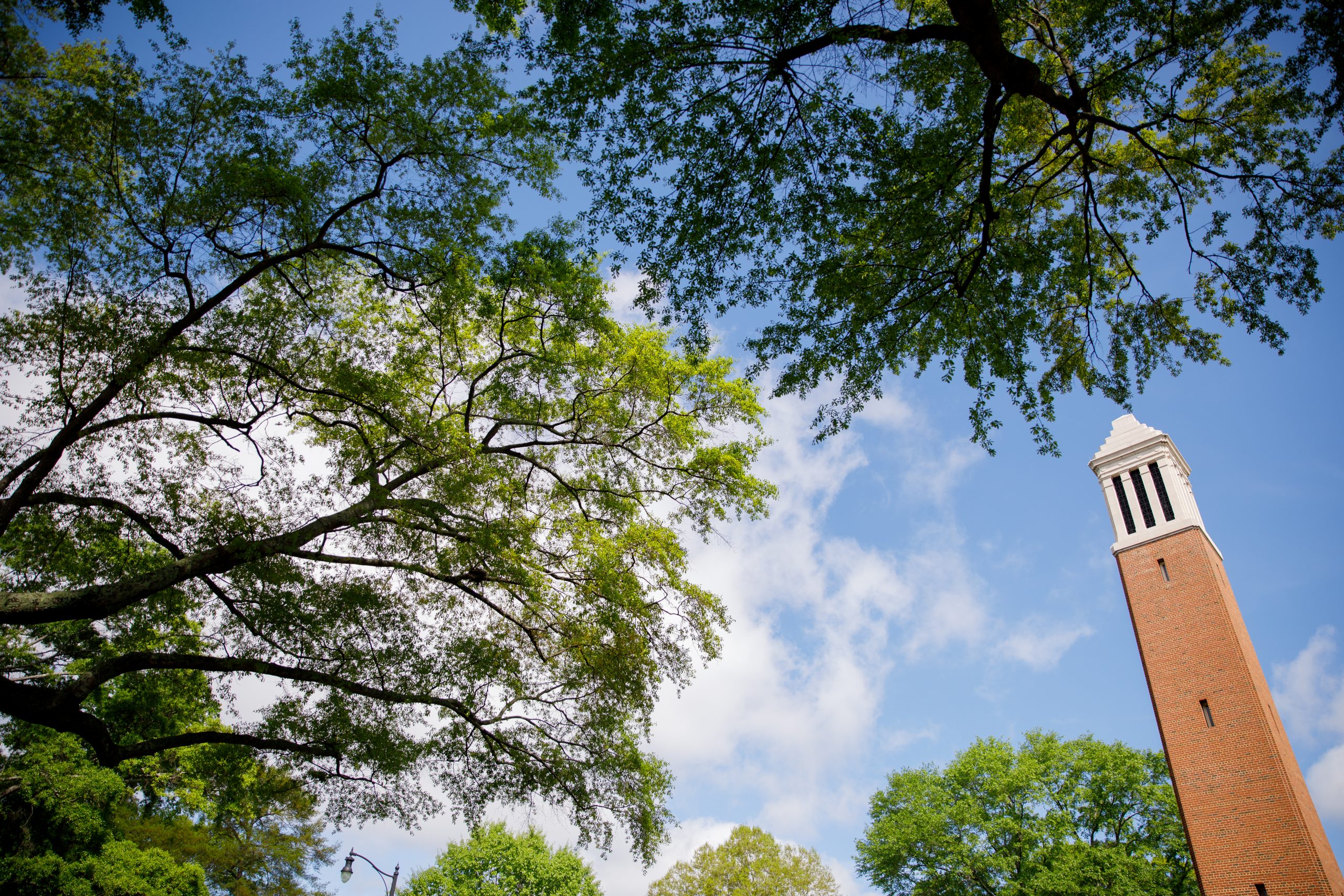 trees with denny chimes in the background