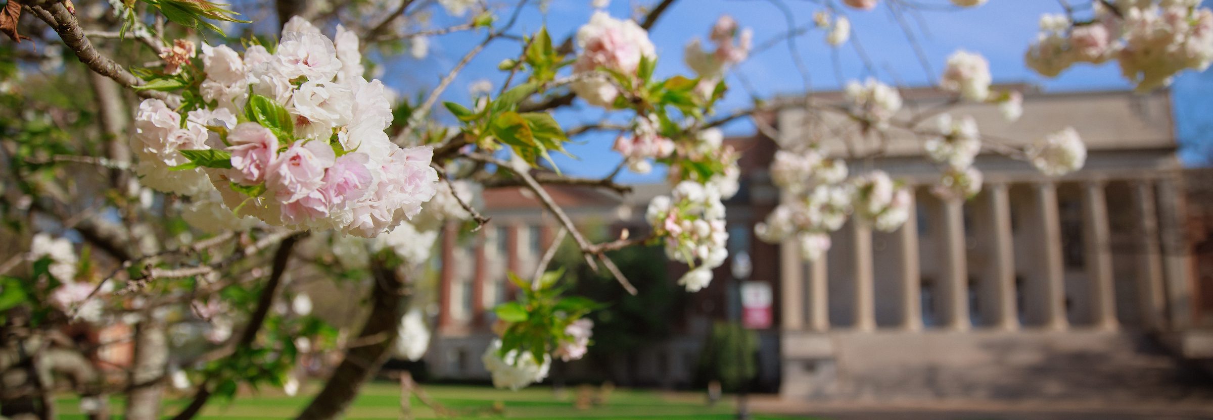 pink flowering branch with a background view of Gorgas library.